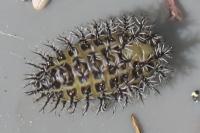 Henosepilachna argus