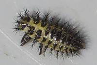 Henosepilachna argus