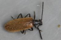 Lagria hirta