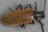 Lagria hirta