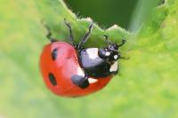 Coccinella septempunctata
