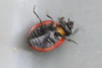 Coccinella septempunctata