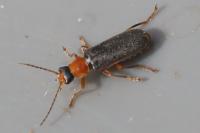 Cantharis lateralis