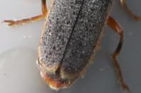 Cantharis lateralis