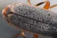 Cantharis lateralis