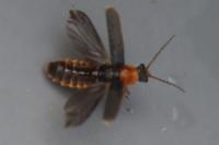 Cantharis lateralis
