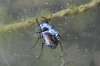 Lucanus cervus