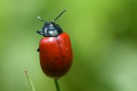 Chrysomela populi