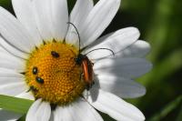 Stenurella melanura