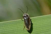 Hemicrepidius