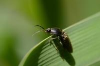 Hemicrepidius