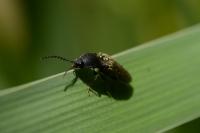 Hemicrepidius