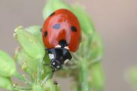 Coccinella septempunctata