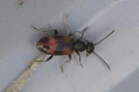 Anthicus antherinus