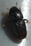 Scolytus