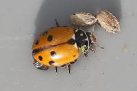 Hippodamia variegata