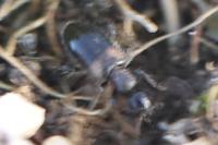Hirticollis hispidus