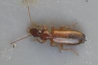 Paradromius linearis