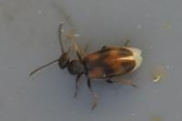Anthicus antherinus
