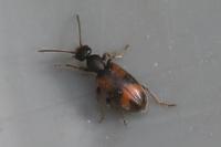 Anthicus antherinus