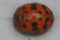 Subcoccinella vigintiquatuorpunctata