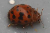 Subcoccinella vigintiquatuorpunctata