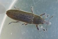 Lixus juncii
