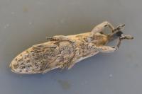 Lixus juncii