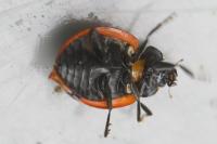 Coccinella septempunctata