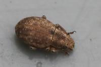 Strophosoma capitatum