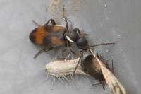Anthicus antherinus