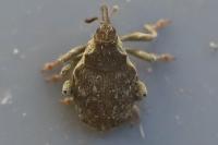 Parethelcus pollinarius