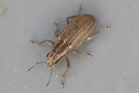 Sitona