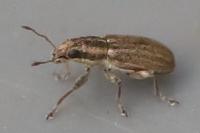 Sitona
