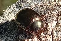 Chrysolina bankii