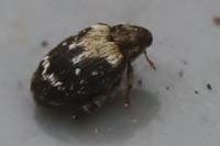 Orchestes hortorum