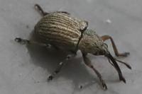 Exapion
