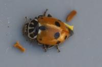 Hippodamia variegata