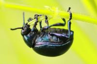 Timarcha goettingensis