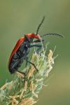 Pyrochroa serraticornis