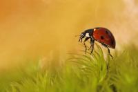 Coccinella septempunctata