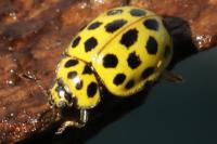 Psyllobora vigintiduopunctata