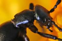 Meloe violaceus