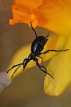 Meloe violaceus