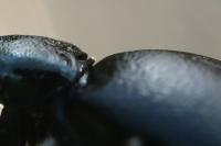 Meloe violaceus