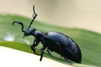 Meloe violaceus