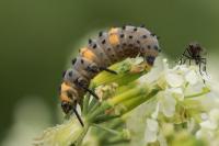 Coccinella septempunctata