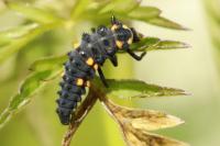 Coccinella septempunctata