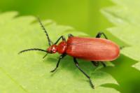 Pyrochroa serraticornis
