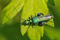 Oedemera nobilis
